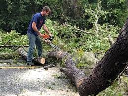 Best Root Management and Removal  in Lexington, NC