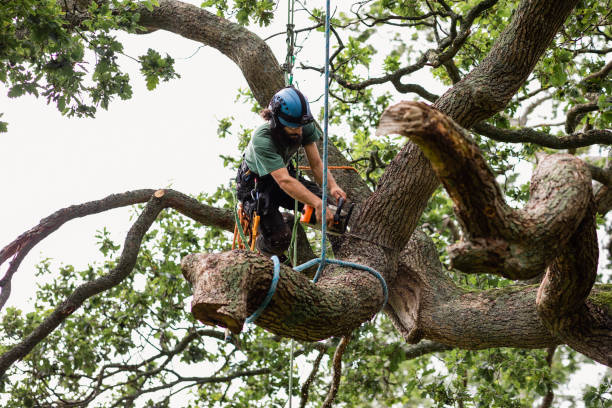 How Our Tree Care Process Works  in  Lexington, NC