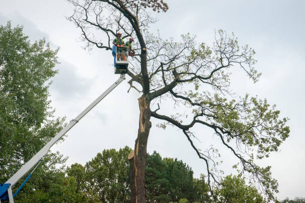 Best Tree Mulching  in Lexington, NC