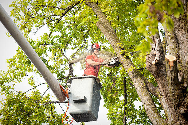 Best Seasonal Cleanup (Spring/Fall)  in Lexington, NC